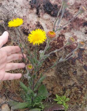 Fotografia 33 da espécie Pulicaria odora no Jardim Botânico UTAD