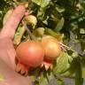 Fotografia 16 da espécie Punica granatum do Jardim Botânico UTAD