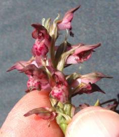 Fotografia da espécie Anacamptis coriophora