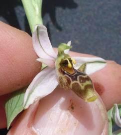 Fotografia da espécie Ophrys scolopax