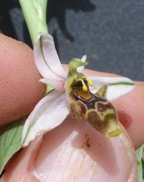 Fotografia 12 da espécie Ophrys scolopax no Jardim Botânico UTAD