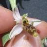 Fotografia 12 da espécie Ophrys scolopax do Jardim Botânico UTAD