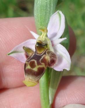 Fotografia 13 da espécie Ophrys scolopax no Jardim Botânico UTAD