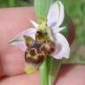 Fotografia 13 da espécie Ophrys scolopax do Jardim Botânico UTAD
