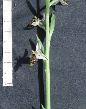 Fotografia 14 da espécie Ophrys scolopax no Jardim Botânico UTAD