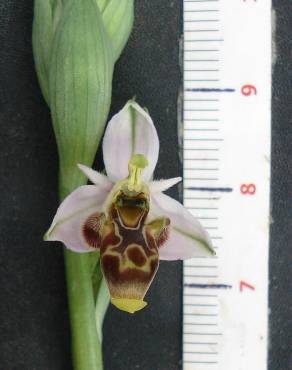 Fotografia 16 da espécie Ophrys scolopax no Jardim Botânico UTAD