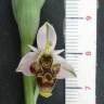 Fotografia 16 da espécie Ophrys scolopax do Jardim Botânico UTAD