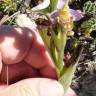 Fotografia 15 da espécie Ophrys apifera do Jardim Botânico UTAD