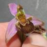 Fotografia 17 da espécie Ophrys apifera do Jardim Botânico UTAD