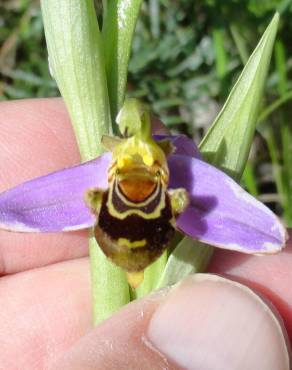 Fotografia 19 da espécie Ophrys apifera no Jardim Botânico UTAD