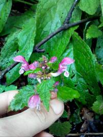 Fotografia da espécie Lamium maculatum