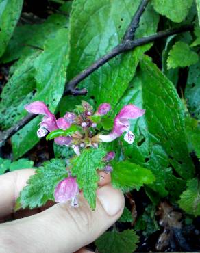 Fotografia 17 da espécie Lamium maculatum no Jardim Botânico UTAD