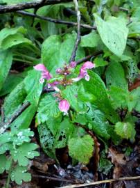 Fotografia da espécie Lamium maculatum