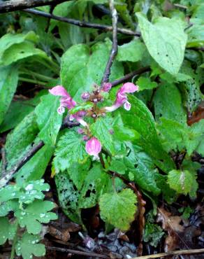 Fotografia 18 da espécie Lamium maculatum no Jardim Botânico UTAD