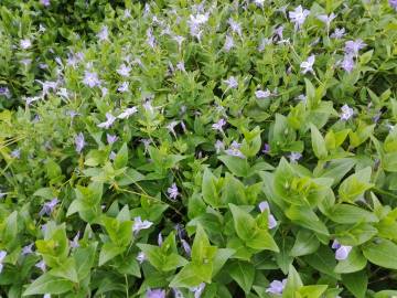 Fotografia da espécie Vinca difformis subesp. difformis