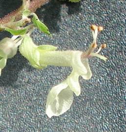 Fotografia da espécie Teucrium scorodonia subesp. scorodonia