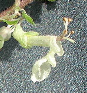 Fotografia 16 da espécie Teucrium scorodonia subesp. scorodonia no Jardim Botânico UTAD
