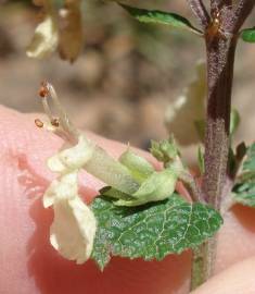 Fotografia da espécie Teucrium scorodonia subesp. scorodonia