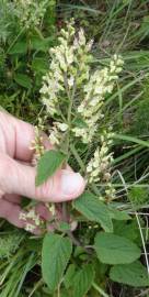 Fotografia da espécie Teucrium scorodonia subesp. scorodonia