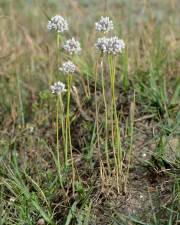 Fotografia da espécie Allium baeticum