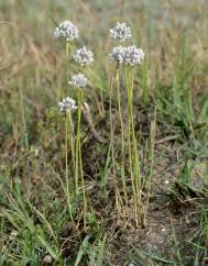 Allium baeticum