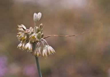 Fotografia da espécie Allium paniculatum subesp. paniculatum