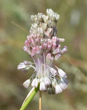 Fotografia 5 da espécie Allium paniculatum subesp. paniculatum no Jardim Botânico UTAD