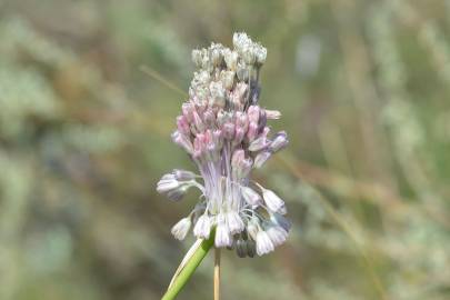 Fotografia da espécie Allium paniculatum subesp. paniculatum