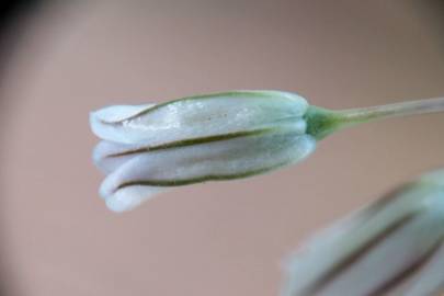 Fotografia da espécie Allium paniculatum subesp. paniculatum