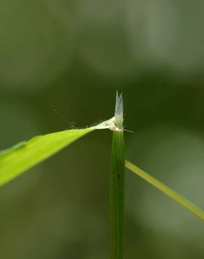 Fotografia 10 da espécie Anthoxanthum aristatum subesp. aristatum no Jardim Botânico UTAD