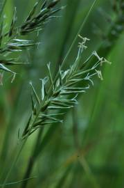 Fotografia da espécie Anthoxanthum aristatum subesp. aristatum