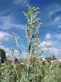 Fotografia da espécie Artemisia absinthium