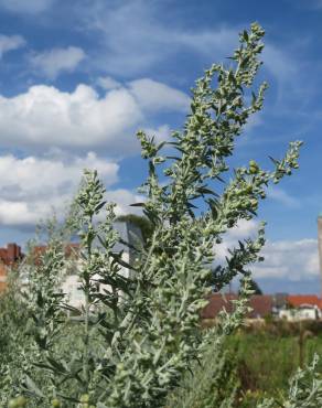 Fotografia 19 da espécie Artemisia absinthium no Jardim Botânico UTAD