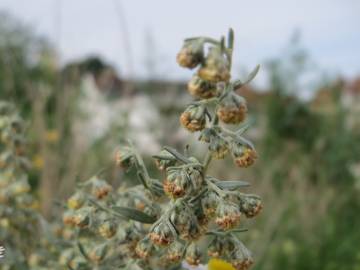 Fotografia da espécie Artemisia absinthium