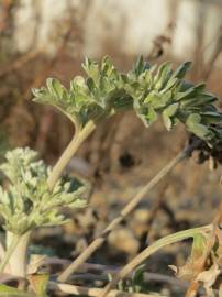 Fotografia da espécie Artemisia absinthium