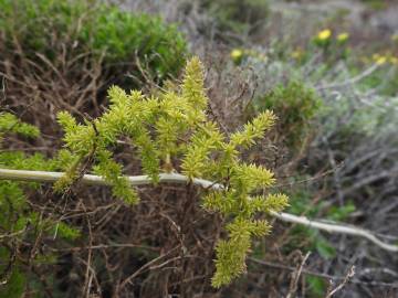 Fotografia da espécie Asparagus acutifolius