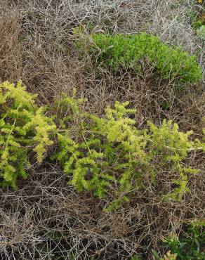 Fotografia 16 da espécie Asparagus acutifolius no Jardim Botânico UTAD