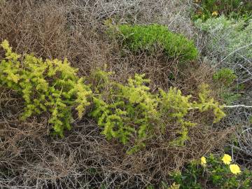 Fotografia da espécie Asparagus acutifolius