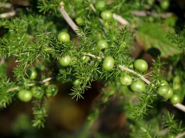 Fotografia da espécie Asparagus acutifolius