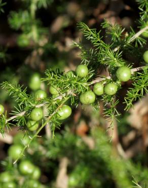 Fotografia 18 da espécie Asparagus acutifolius no Jardim Botânico UTAD