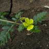 Fotografia 6 da espécie Tribulus terrestris subesp. terrestris do Jardim Botânico UTAD