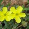 Fotografia 11 da espécie Tribulus terrestris subesp. terrestris do Jardim Botânico UTAD