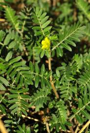 Fotografia da espécie Tribulus terrestris subesp. terrestris