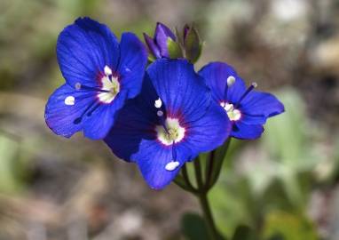 Fotografia da espécie Veronica fruticans subesp. fruticans