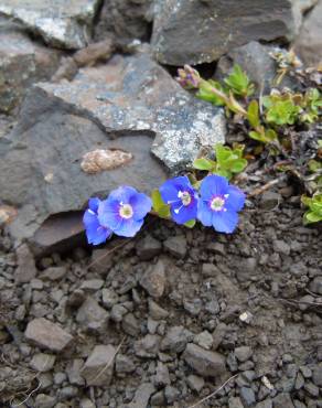 Fotografia 5 da espécie Veronica fruticans subesp. fruticans no Jardim Botânico UTAD