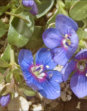 Fotografia 6 da espécie Veronica fruticans subesp. fruticans no Jardim Botânico UTAD