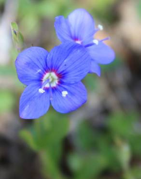 Fotografia 7 da espécie Veronica fruticans subesp. fruticans no Jardim Botânico UTAD