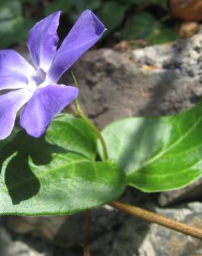 Fotografia 5 da espécie Vinca major subesp. major no Jardim Botânico UTAD