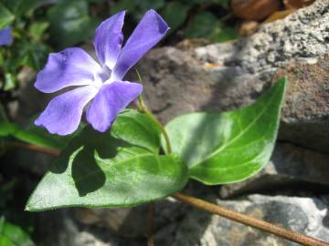 Fotografia da espécie Vinca major subesp. major