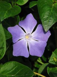 Fotografia da espécie Vinca major subesp. major